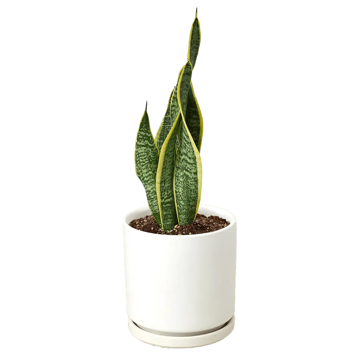 Snake Plant, Sansevieria Laurentii, House Plants for Sale | Best Indoor Plants | Forget Me Not Flower Market | plant gifts for plant lovers
