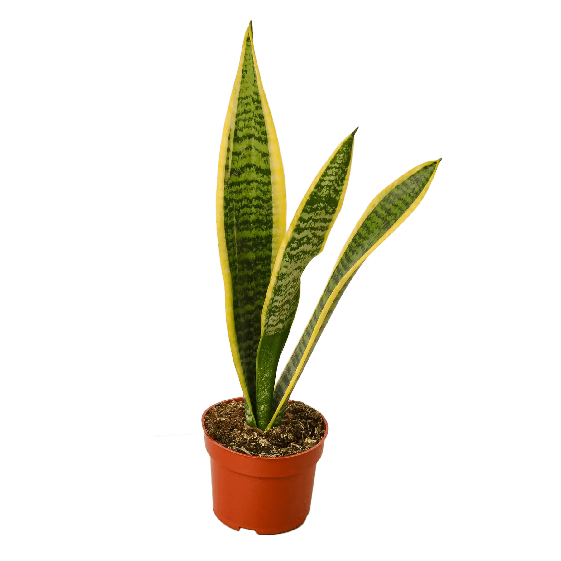 Snake Plant, Sansevieria Laurentii, House Plants for Sale | Best Indoor Plants | Forget Me Not Flower Market | plant gifts for plant lovers