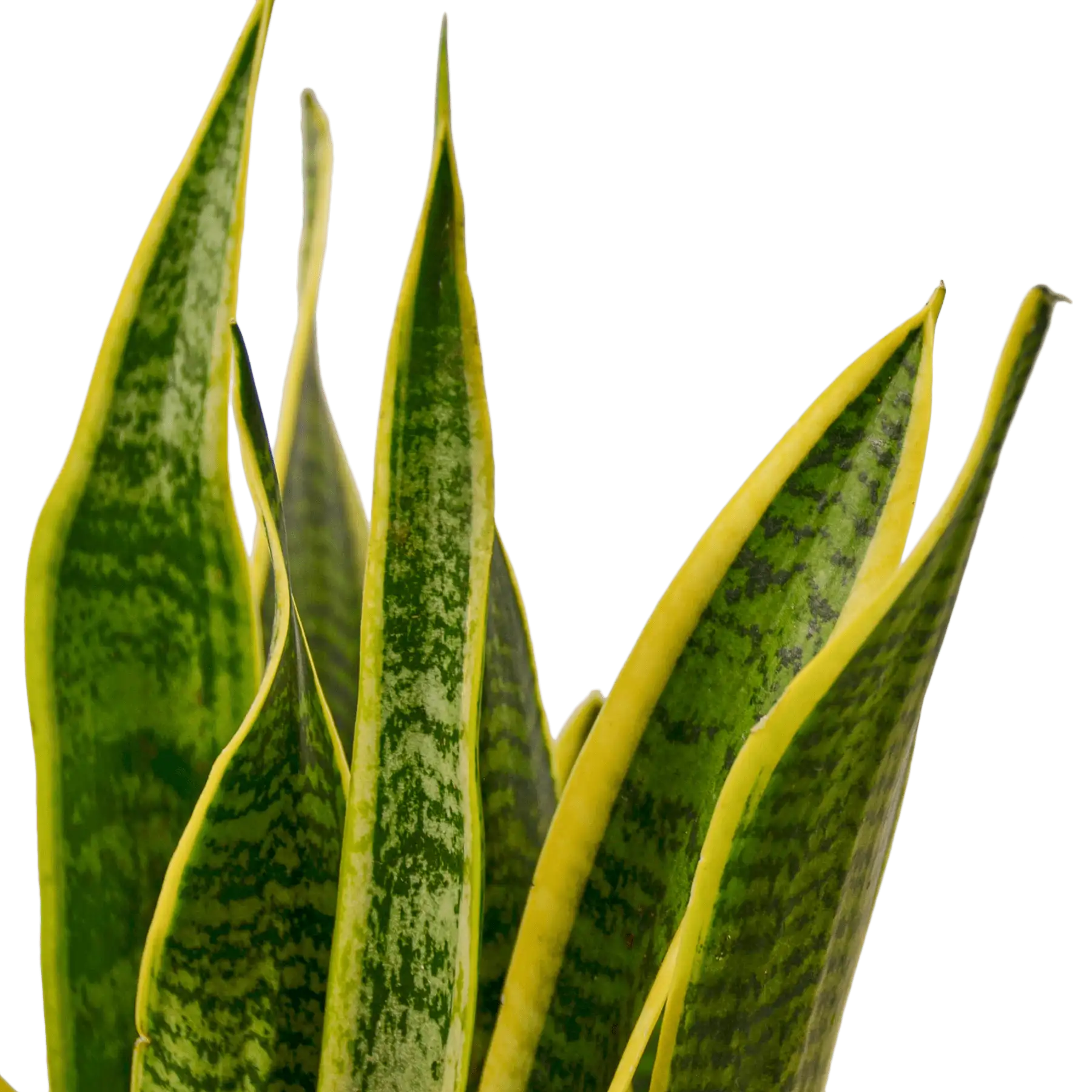 Snake Plant, Sansevieria Laurentii, House Plants for Sale | Best Indoor Plants | Forget Me Not Flower Market | plant gifts for plant lovers