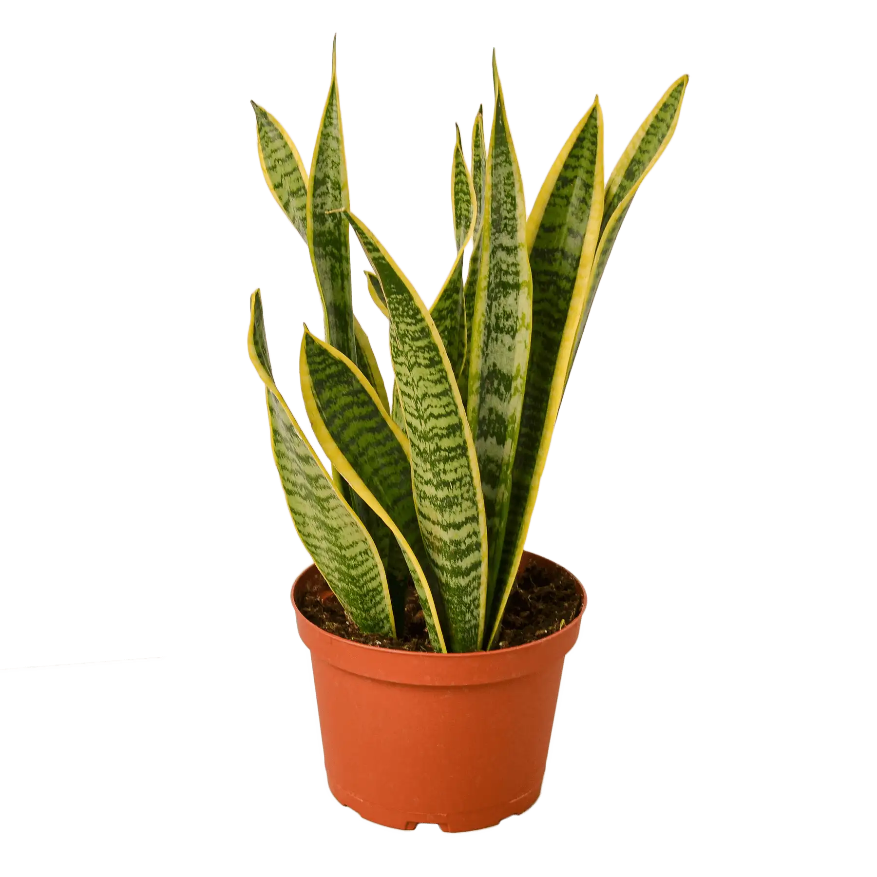 Snake Plant, Sansevieria Laurentii, House Plants for Sale | Best Indoor Plants | Forget Me Not Flower Market | plant gifts for plant lovers