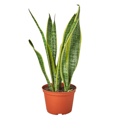 Snake Plant, Sansevieria Laurentii, House Plants for Sale | Best Indoor Plants | Forget Me Not Flower Market | plant gifts for plant lovers