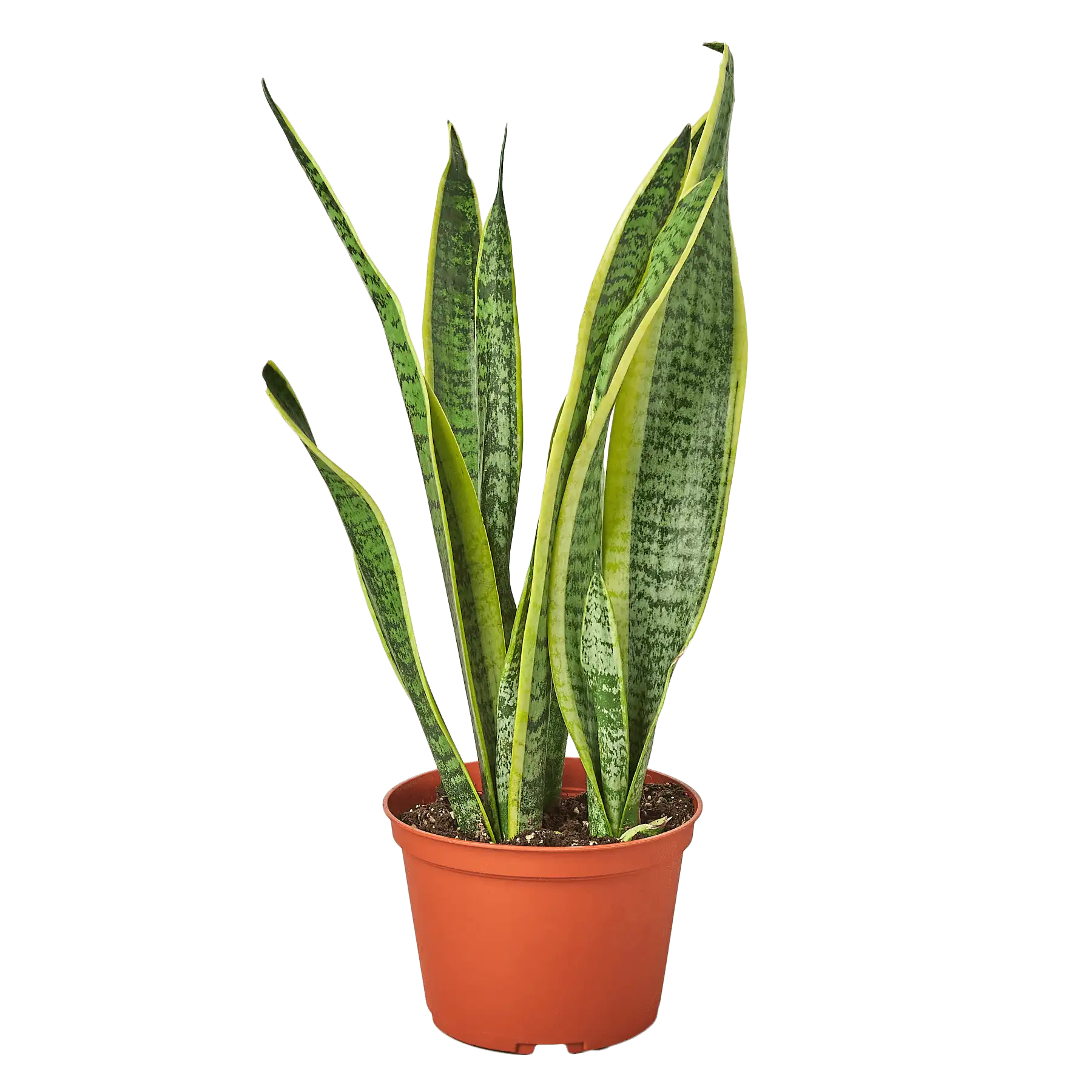 Snake Plant, Sansevieria Laurentii, House Plants for Sale | Best Indoor Plants | Forget Me Not Flower Market | plant gifts for plant lovers