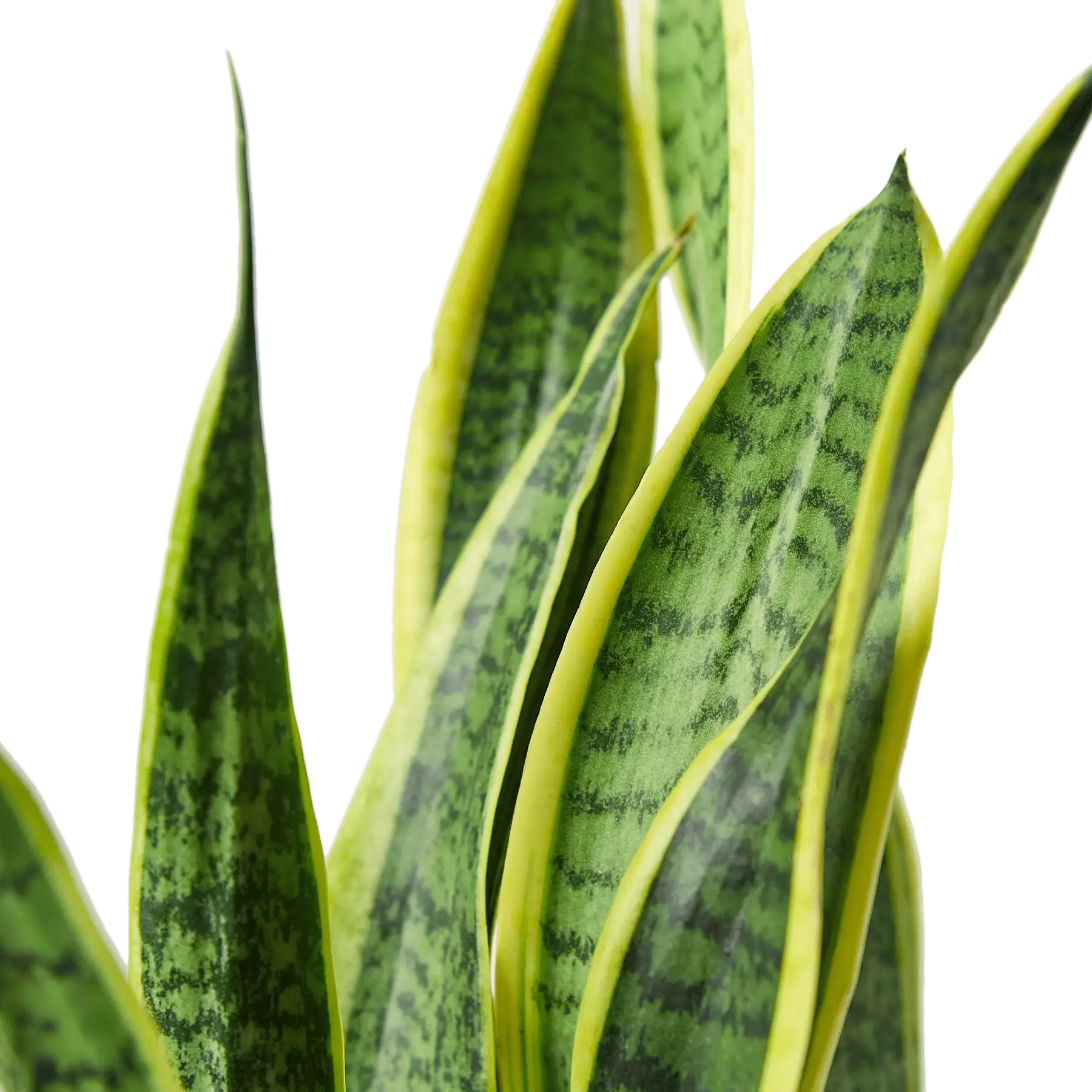 Snake Plant, Sansevieria Laurentii, House Plants for Sale | Best Indoor Plants | Forget Me Not Flower Market | plant gifts for plant lovers