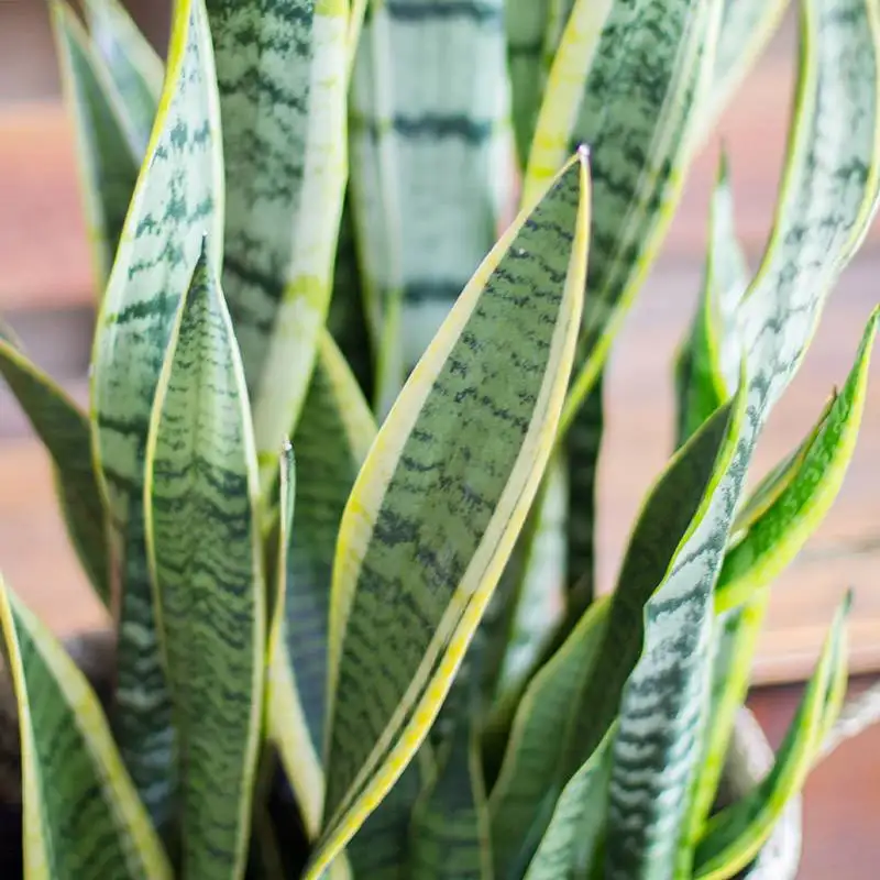 Snake Plant, Sansevieria Laurentii, House Plants for Sale | Best Indoor Plants | Forget Me Not Flower Market | plant gifts for plant lovers