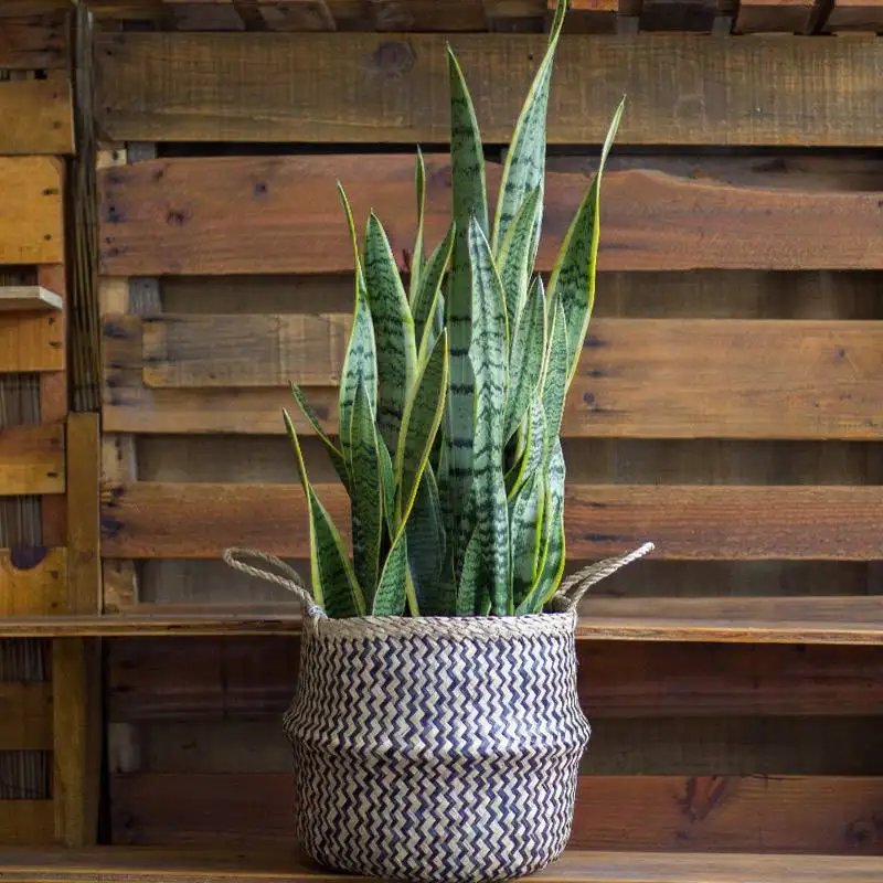 Snake Plant, Sansevieria Laurentii, House Plants for Sale | Best Indoor Plants | Forget Me Not Flower Market | plant gifts for plant lovers