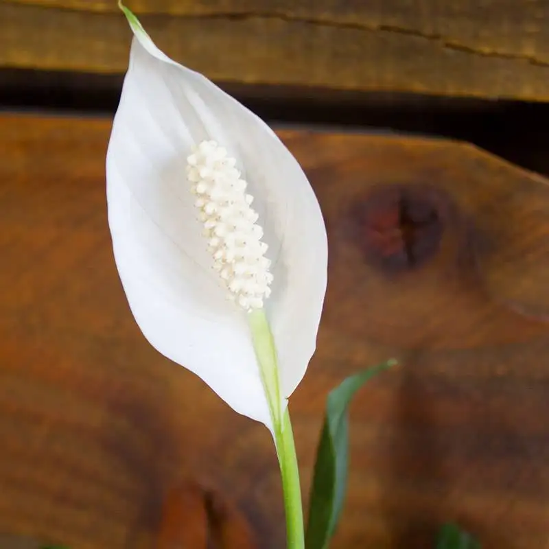 Spathiphyllum Sweet Pablo House Plants for Sale | Best Indoor Plants | Forget Me Not Flower Market | Bonita Springs Flower Market | Cape Coral, Fort Myers, Naples | Indoor Plants, Outdoor Plants, Garden Plants, Flower plants Nursery, Wholesale Flowers and more