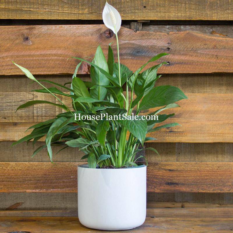 Spathiphyllum Peace Lily Me Not Flower Market