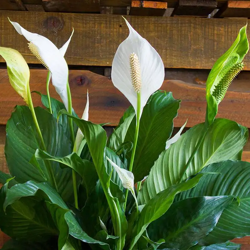 Peace Lily Spathiphyllum - Image 2