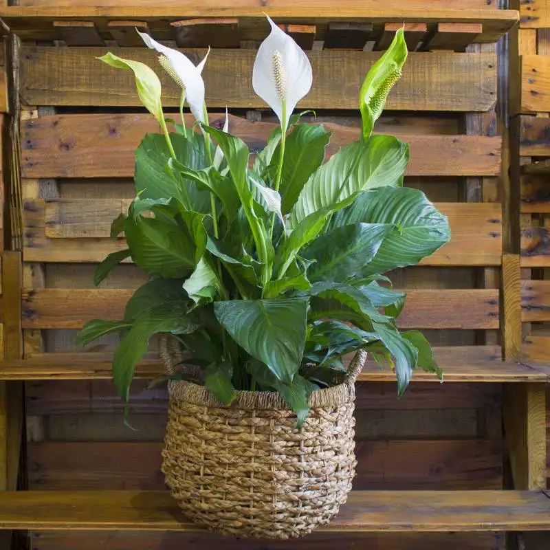 Peace Lily Spathiphyllum - Image 4