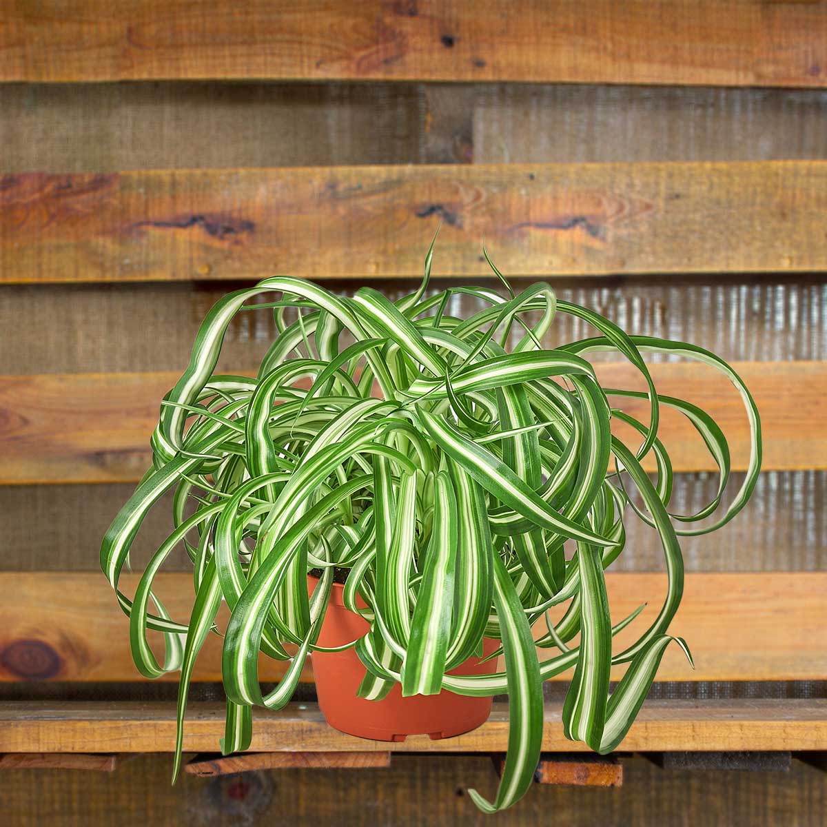 Image of Spider Plant Bonnie houseplant for sale online from Forget Me Not Flower Market & HouseplantSale.com