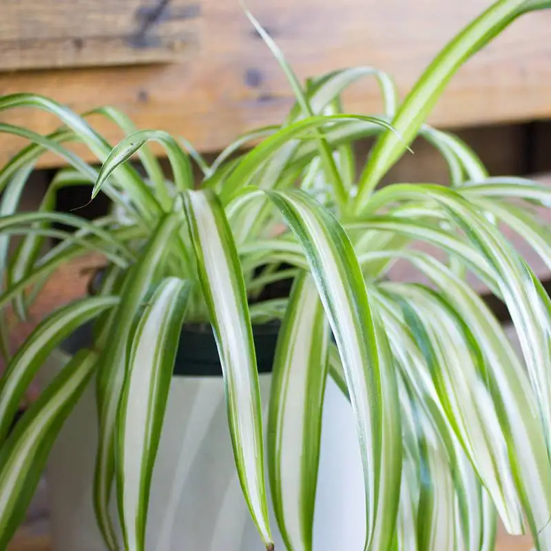 Spider Plant House Plants for Sale | Best Indoor Plants | Forget Me Not Flower Market | Bonita Springs Flower Market | Cape Coral, Fort Myers, Naples | Indoor Plants, Outdoor Plants, Garden Plants, Flower plants Nursery, Wholesale Flowers and more