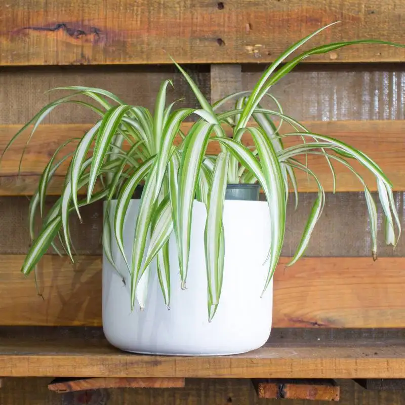 Spider Plant House Plants for Sale | Best Indoor Plants | Forget Me Not Flower Market | Bonita Springs Flower Market | Cape Coral, Fort Myers, Naples | Indoor Plants, Outdoor Plants, Garden Plants, Flower plants Nursery, Wholesale Flowers and more