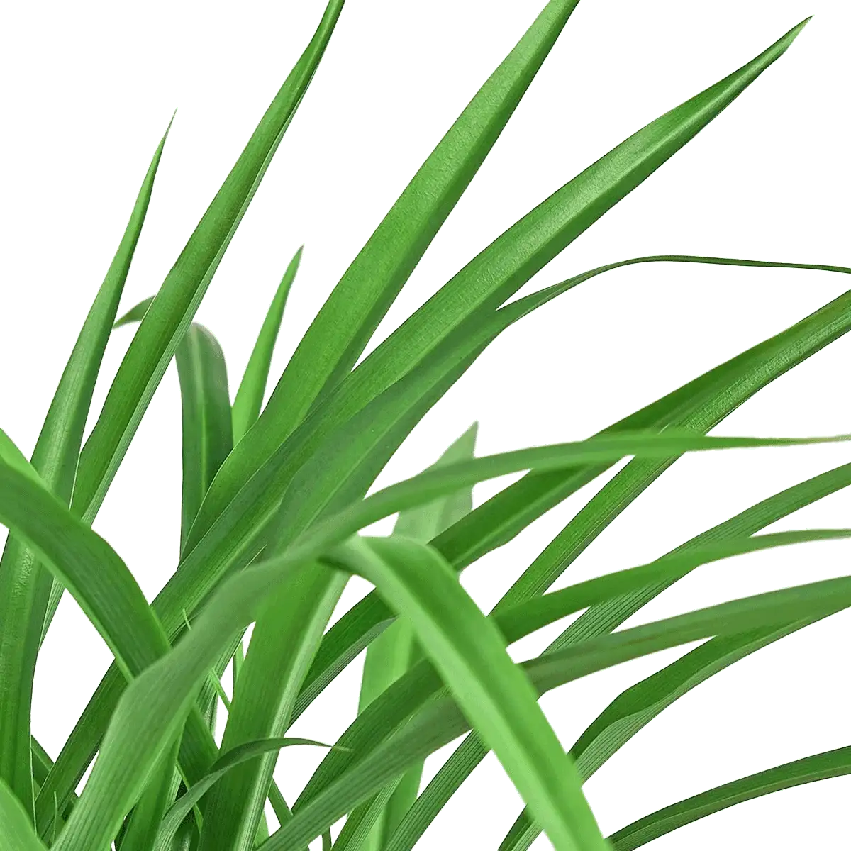Image of Spider Plant Green houseplant for sale online from Forget Me Not Flower Market & HouseplantSale.com