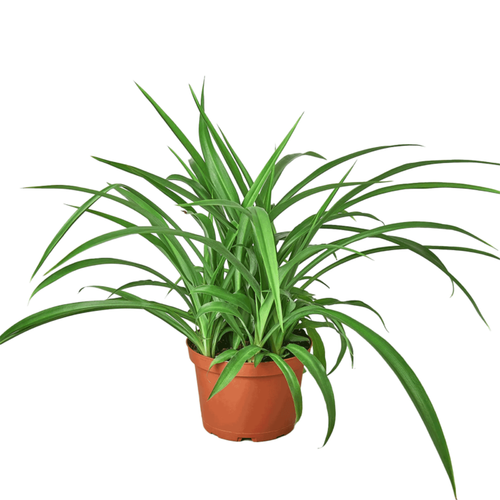 Image of Spider Plant Green houseplant for sale online from Forget Me Not Flower Market & HouseplantSale.com