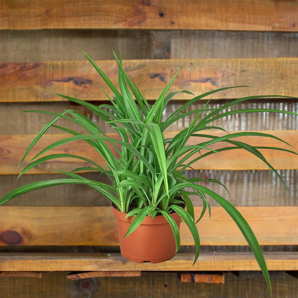 Image of Spider Plant Green houseplant for sale online from Forget Me Not Flower Market & HouseplantSale.com