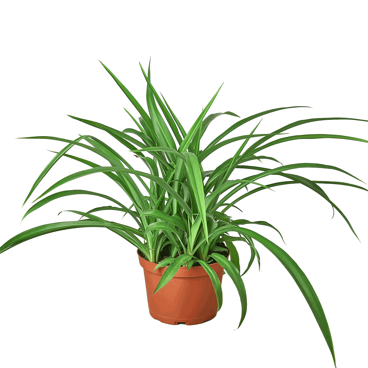 Spider Plant Green 