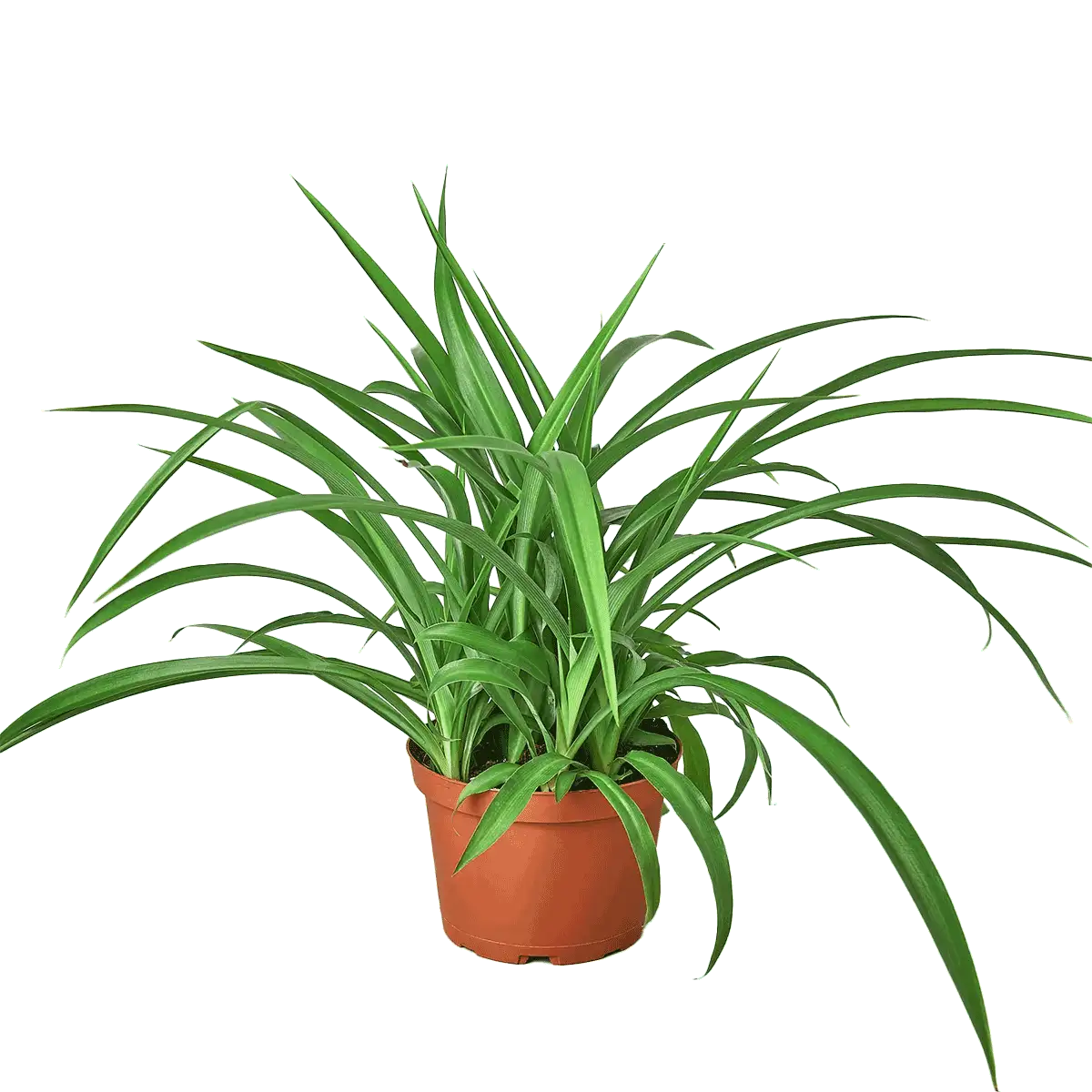 Image of Spider Plant Green houseplant for sale online from Forget Me Not Flower Market & HouseplantSale.com