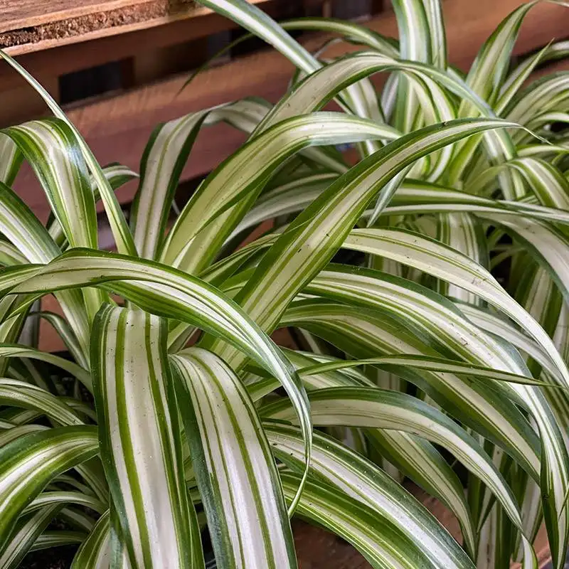 Spider Plant House Plants for Sale | Best Indoor Plants | Forget Me Not Flower Market | Bonita Springs Flower Market | Cape Coral, Fort Myers, Naples | Indoor Plants, Outdoor Plants, Garden Plants, Flower plants Nursery, Wholesale Flowers and more