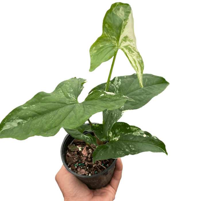 syngonium albo variegata - best online plant nursery | houseplantsale.com - houseplants for sale online | best indoor plants | forget me not flower market