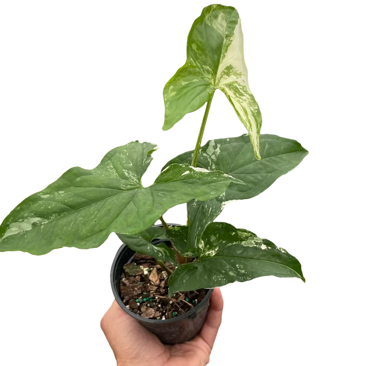 syngonium albo variegata - best online plant nursery | houseplantsale.com - houseplants for sale online | best indoor plants | forget me not flower market