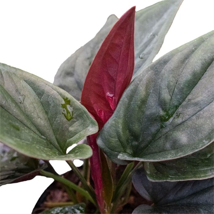 syngonium-red-arrow - plants for sale | house plant sale | Forget Me Not Flower Market online plant shop | online nurseries near to me
