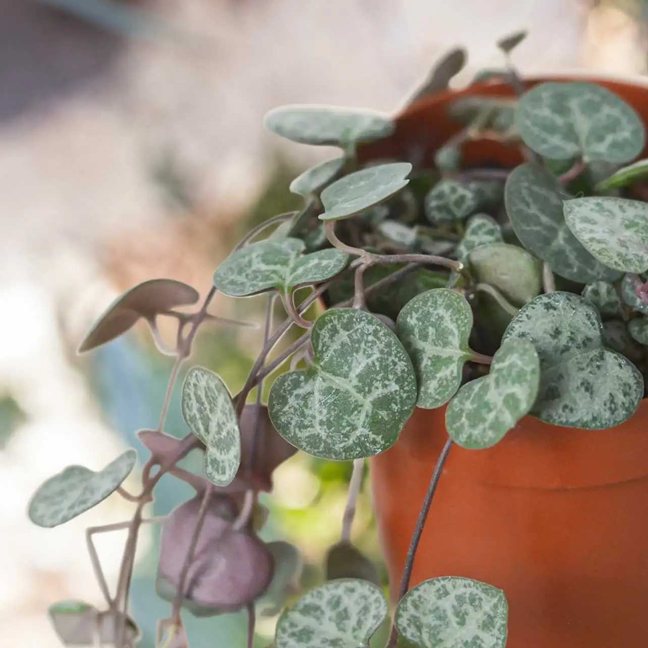 View String of Heart Plants for Valentines Day