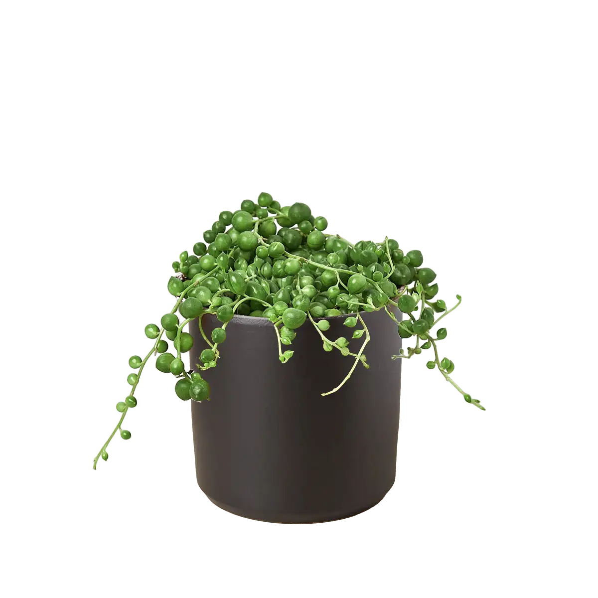 Succulent String of Pearls House Plants for Sale - 3in Nursery Pot | Best Indoor Plants & Houseplant Sale | Forget Me Not Flower Market