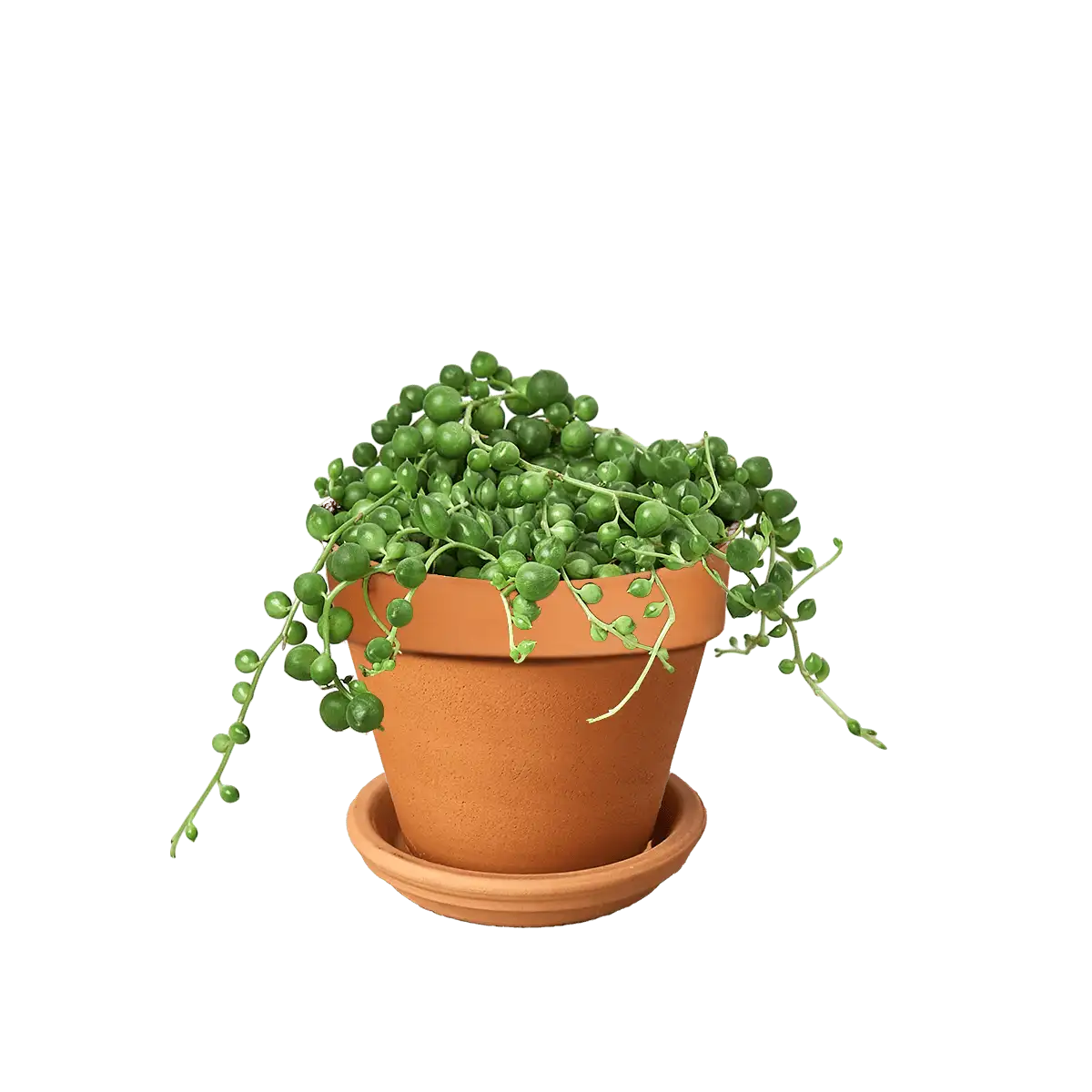 Succulent String of Pearls House Plants for Sale - 3in Nursery Pot | Best Indoor Plants & Houseplant Sale | Forget Me Not Flower Market