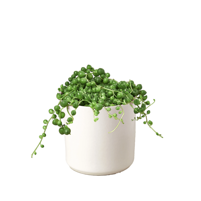 Succulent String of Pearls House Plants for Sale - 3in Nursery Pot | Best Indoor Plants & Houseplant Sale | Forget Me Not Flower Market