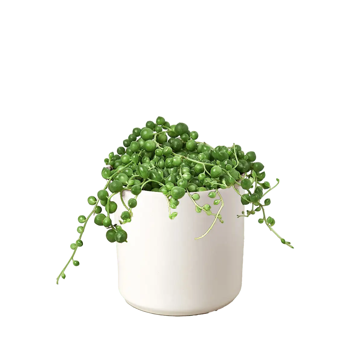 Succulent String of Pearls House Plants for Sale - 3in Nursery Pot | Best Indoor Plants & Houseplant Sale | Forget Me Not Flower Market
