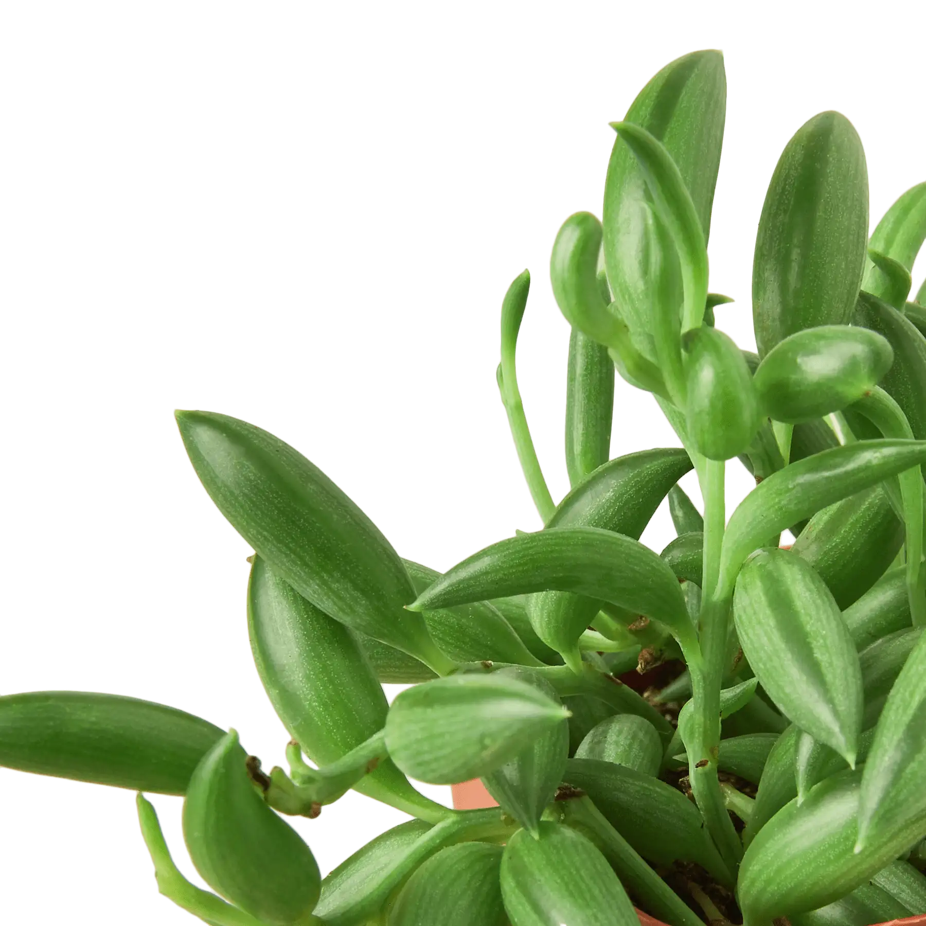 Succulent String of Bananas House Plants for Sale - 2in Nursery Pot | Best Indoor Plants & Houseplant Sale | Forget Me Not Flower Market