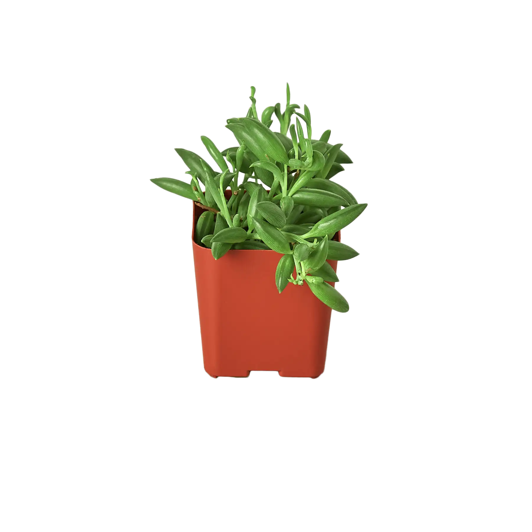 Succulent String of Bananas House Plants for Sale - 2in Nursery Pot | Best Indoor Plants & Houseplant Sale | Forget Me Not Flower Market