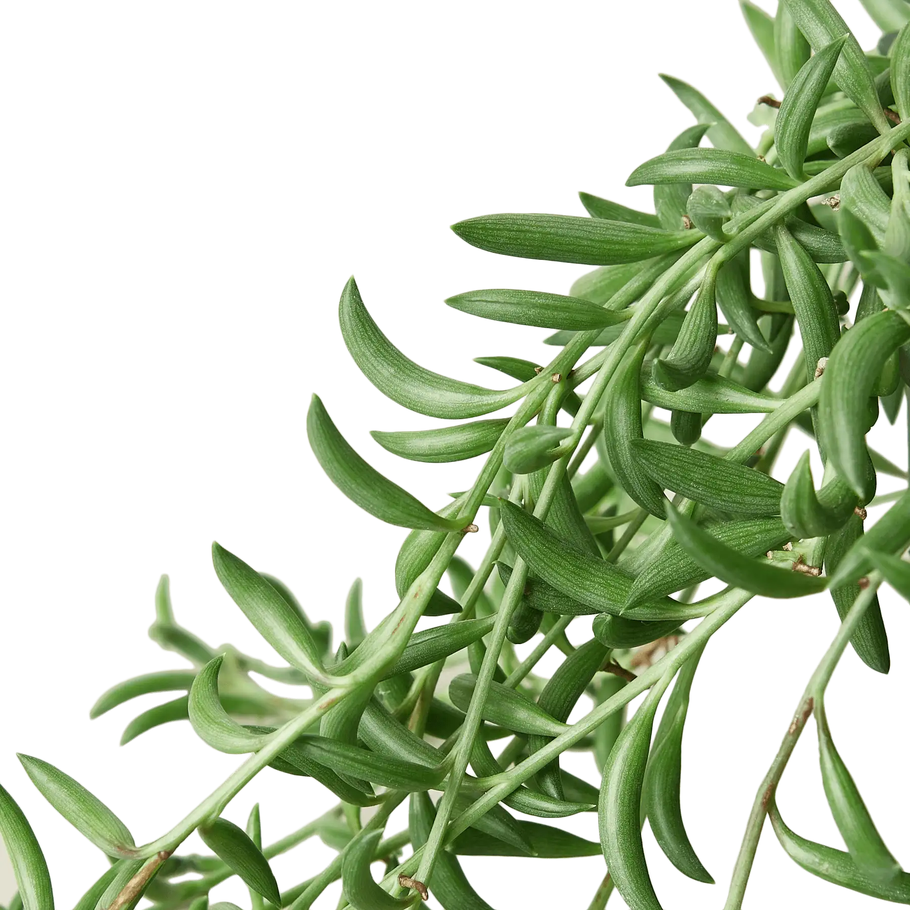 Succulent String of Bananas House Plants for Sale - Nursery Pot | Best Indoor Plants & Houseplant Sale | Forget Me Not Flower Market