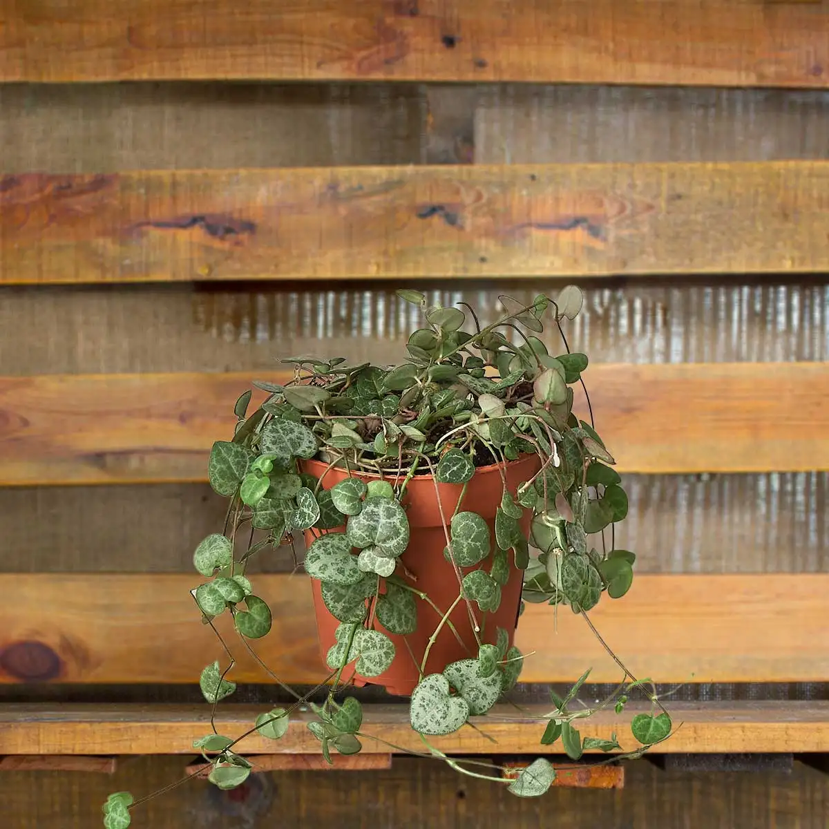 succulent string of hearts House Plants for Sale | Best Indoor Plants | Forget Me Not Flower Market | plant gifts for plant lovers
