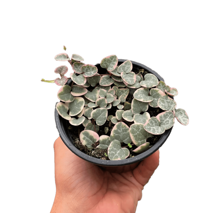 Succulent String of Hearts Variegated Plant for Sale - Size: Small- 2in, Nursery Pot | Best Indoor Plants & Houseplant Sale | Forget Me Not Flower Market