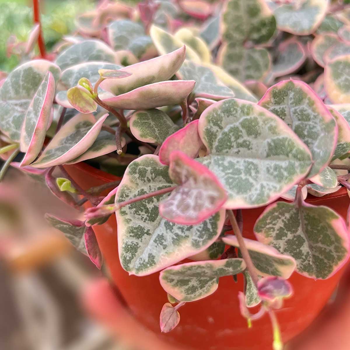 View String of Hearts Variegated - Perfect Plant Lovers Gift