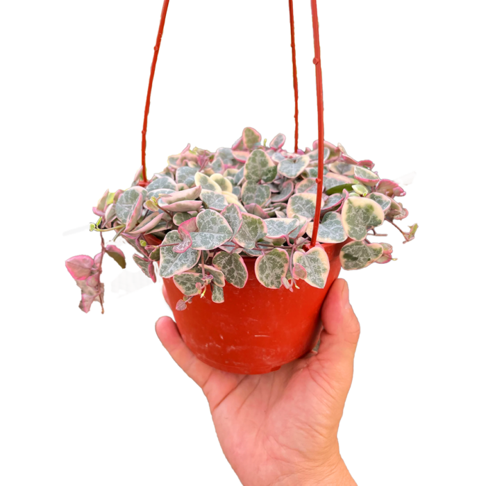 Succulent String of Hearts Variegated Plant for Sale - Size: Small- 4in, Nursery Pot | Best Indoor Plants & Houseplant Sale | Forget Me Not Flower Market