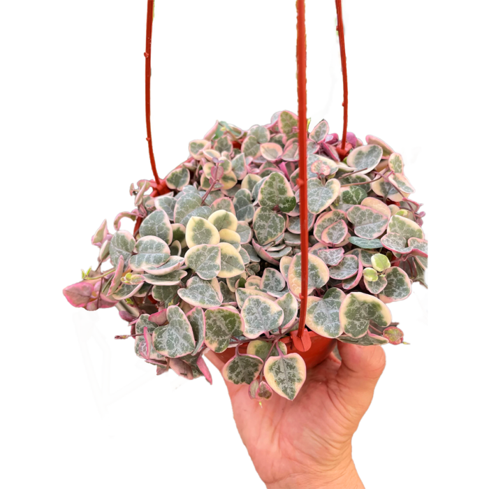 Succulent String of Hearts Variegated Plant for Sale - Size: Medium 6 inches , Nursery Pot | Best Indoor Plants & Houseplant Sale | Forget Me Not Flower Market