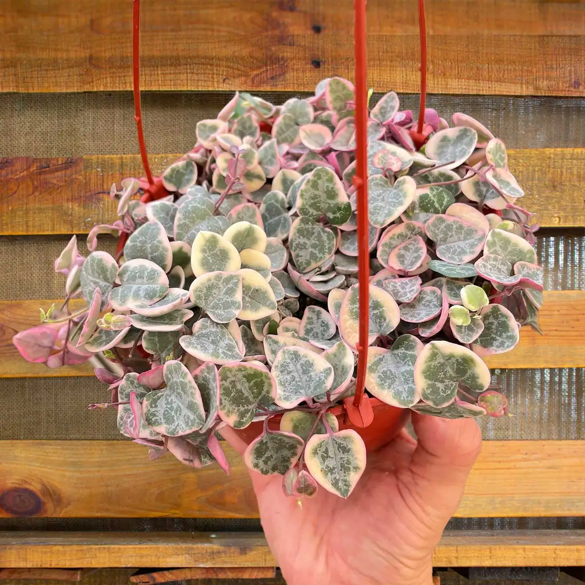 Succulent String of Hearts Variegated Plant for Sale - Size: Medium 6 inches , Nursery Pot | Best Indoor Plants & Houseplant Sale | Forget Me Not Flower Market
