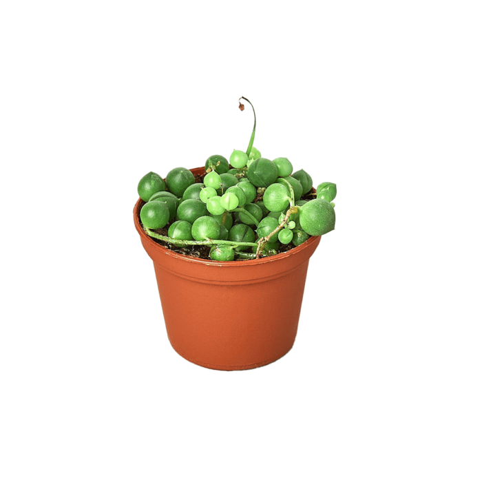 Succulent String of Pearls House Plants for Sale - 3in Nursery Pot | Best Indoor Plants & Houseplant Sale | Forget Me Not Flower Market