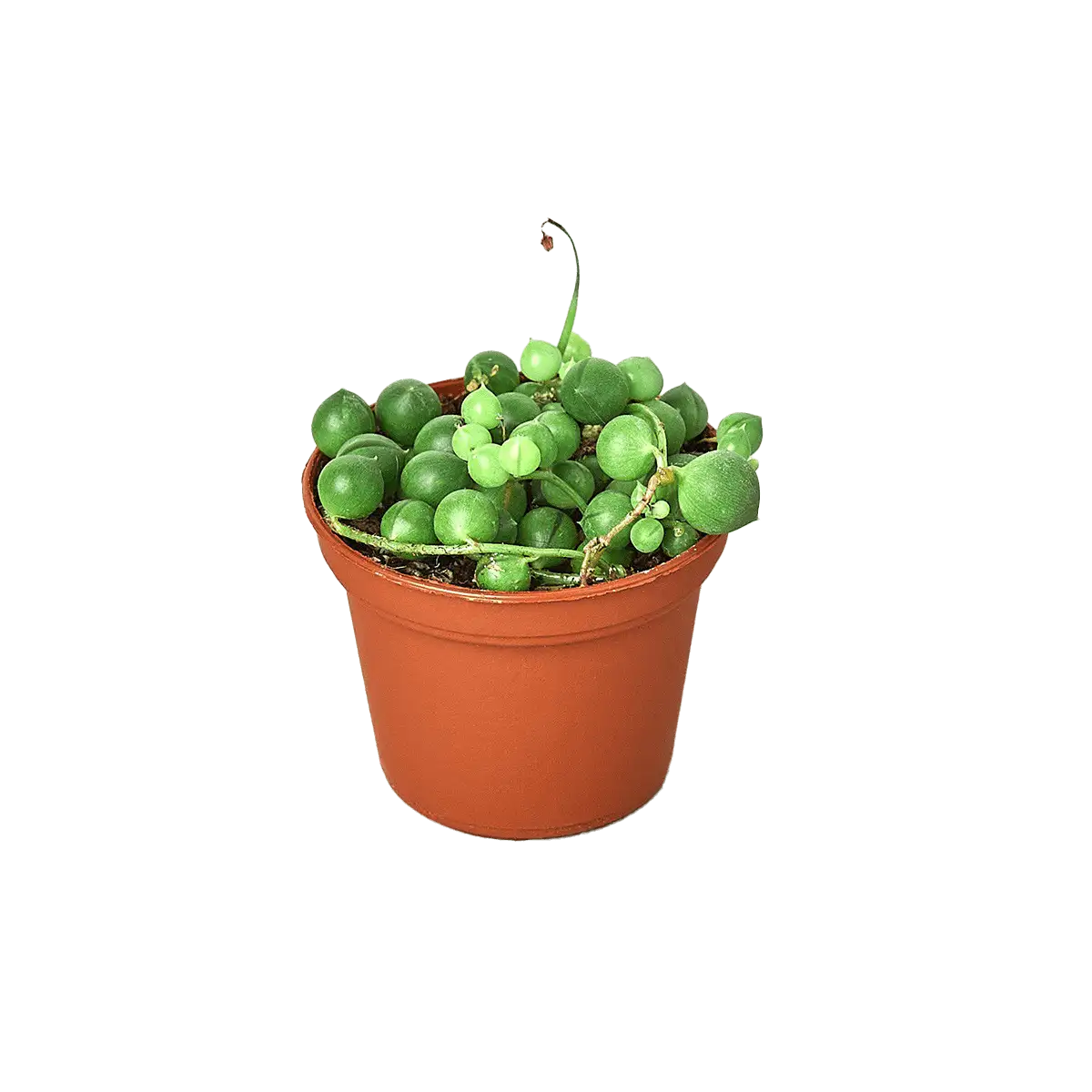Succulent String of Pearls House Plants for Sale - 3in Nursery Pot | Best Indoor Plants & Houseplant Sale | Forget Me Not Flower Market