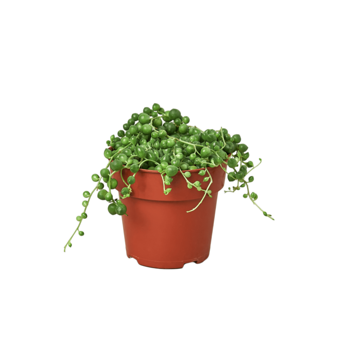 Succulent String of Pearls House Plants for Sale - 64in Nursery Pot | Best Indoor Plants & Houseplant Sale | Forget Me Not Flower Market