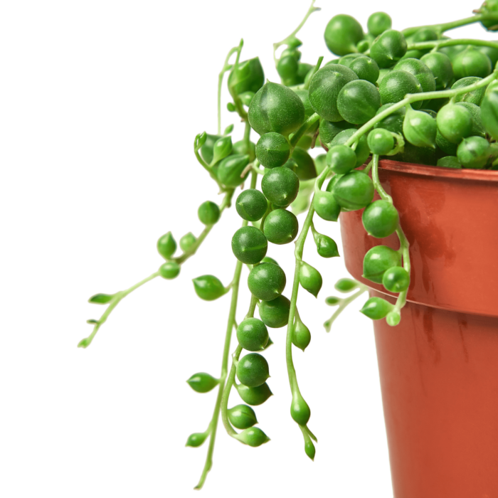 Succulent String of Pearls House Plants for Sale - 4in Nursery Pot | Best Indoor Plants & Houseplant Sale | Forget Me Not Flower Market