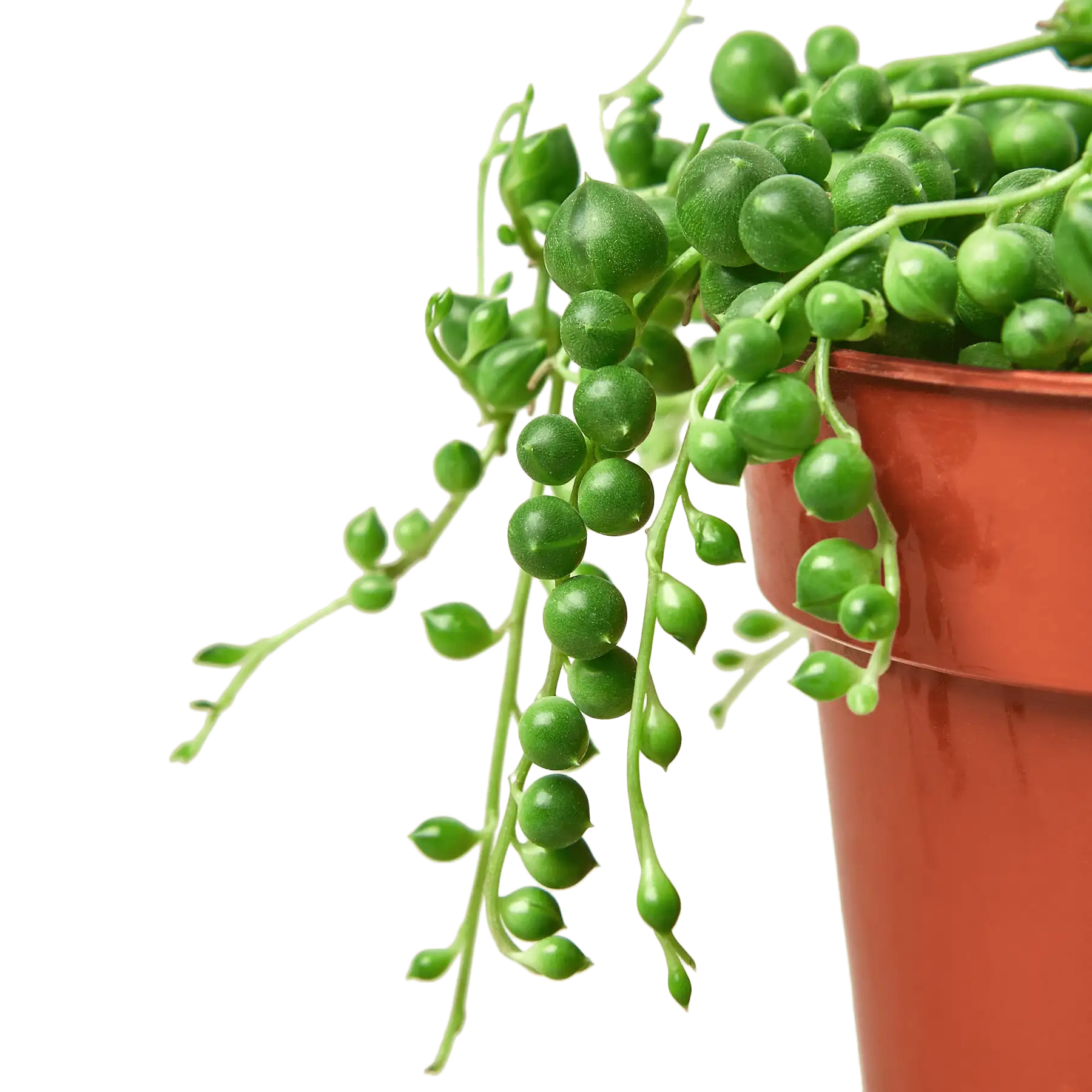 Succulent String of Pearls House Plants for Sale - 4in Nursery Pot | Best Indoor Plants & Houseplant Sale | Forget Me Not Flower Market
