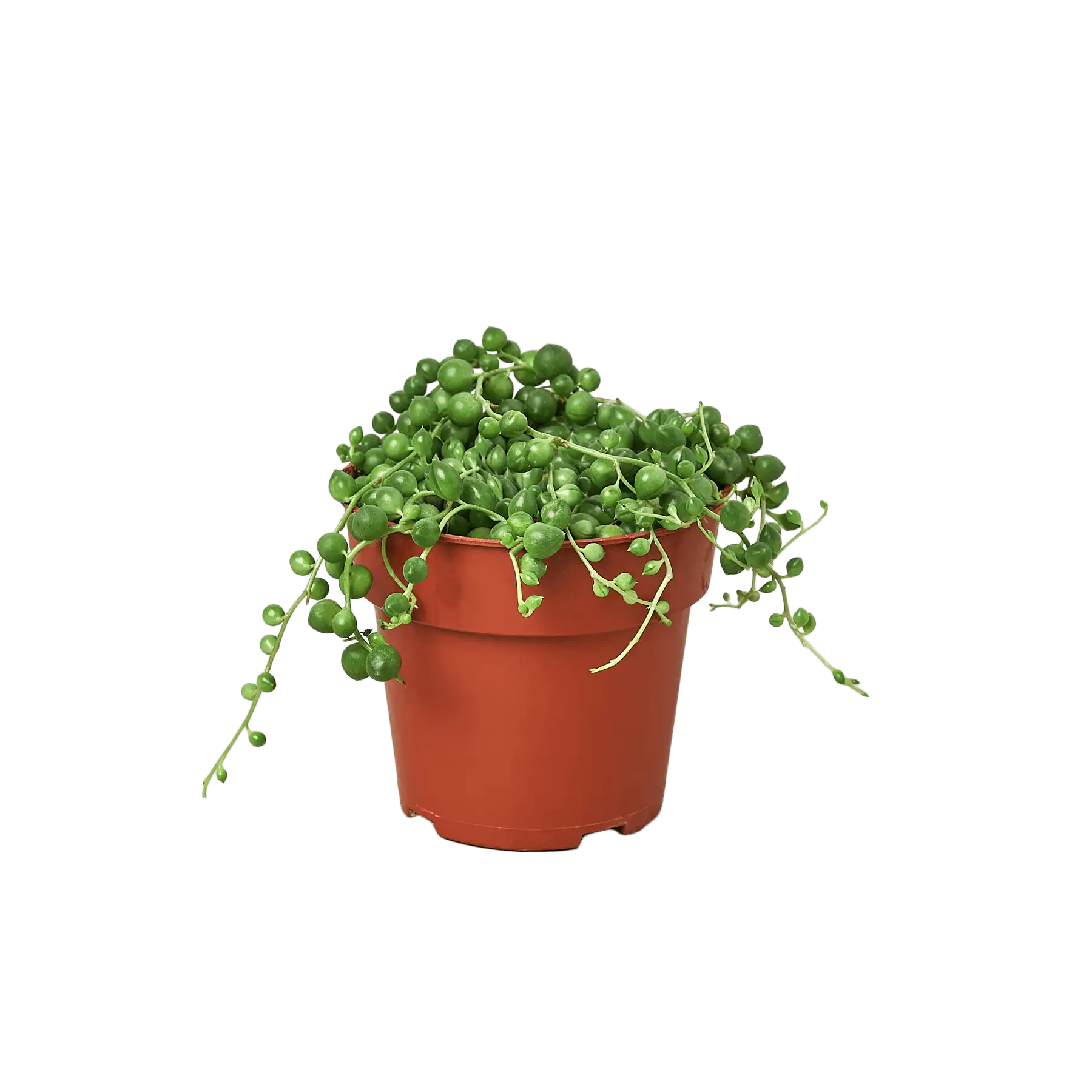Succulent String of Pearls House Plants for Sale - 64in Nursery Pot | Best Indoor Plants & Houseplant Sale | Forget Me Not Flower Market