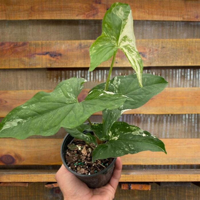 syngonium albo variegata - best online plant nursery | houseplantsale.com - houseplants for sale online | best indoor plants | forget me not flower market