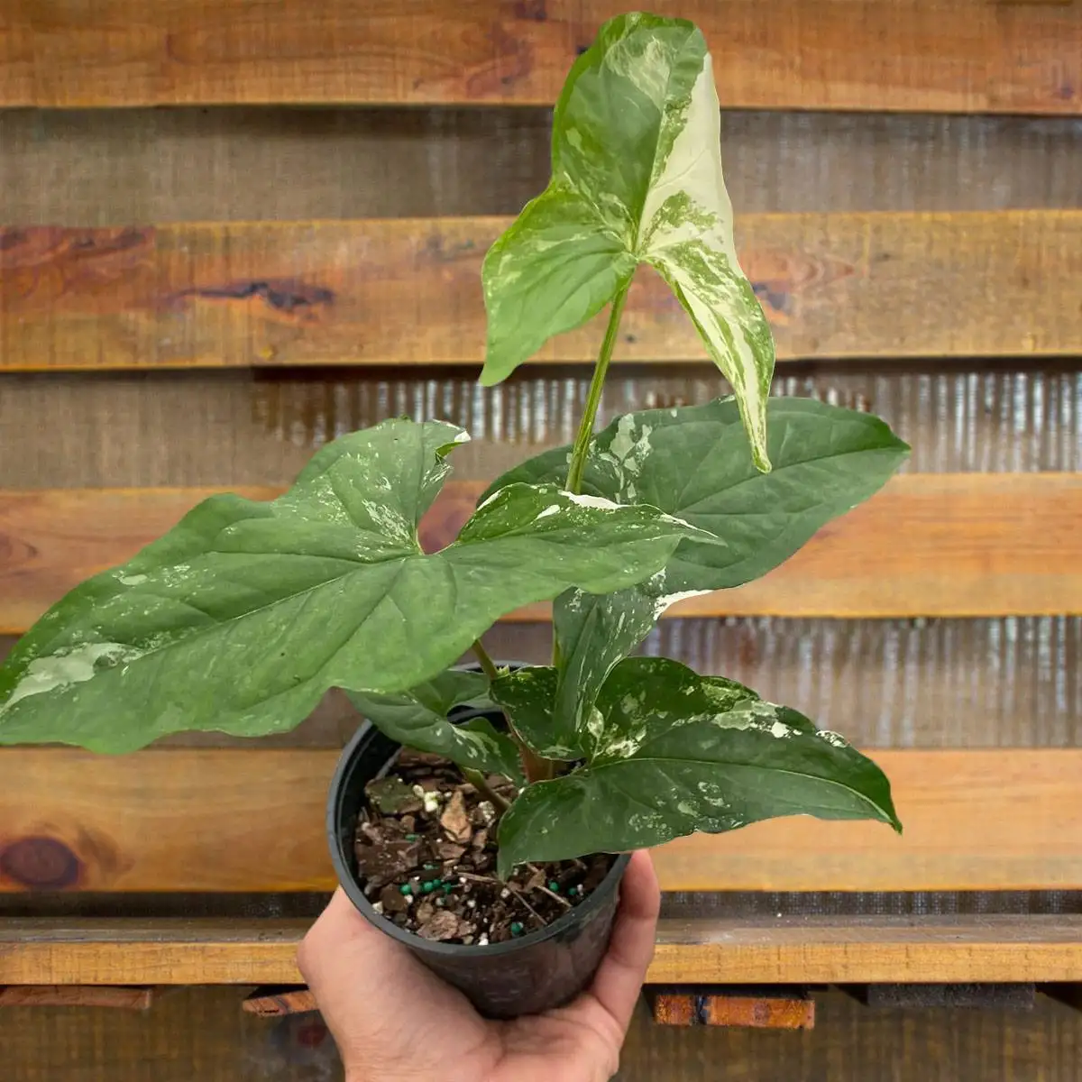 syngonium albo variegata - best online plant nursery | houseplantsale.com - houseplants for sale online | best indoor plants | forget me not flower market