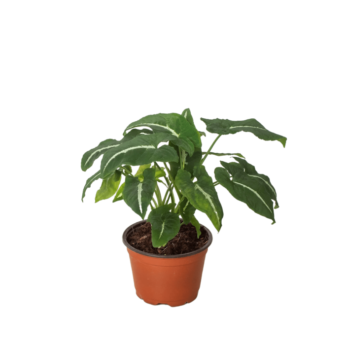 image of syngonium black velvet xanthosoma sagittifolium variegatum monstrosum plant for sale | houseplantsale.com | forget me not flower market