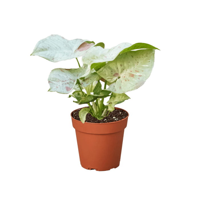 syngonium milk confetti - best online plant nursery | houseplantsale.com - houseplants for sale online | best indoor plants | forget me not flower market