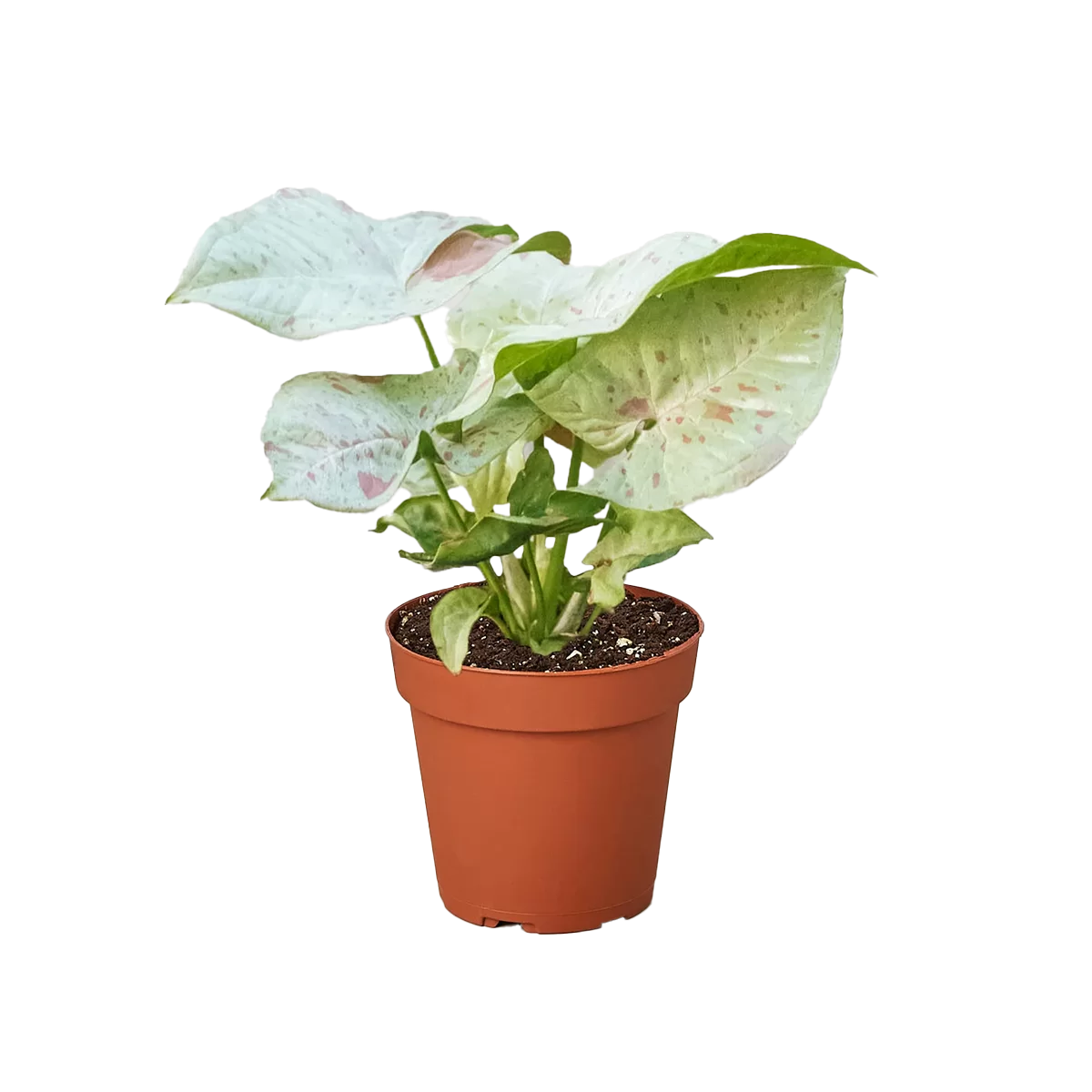 syngonium milk confetti - best online plant nursery | houseplantsale.com - houseplants for sale online | best indoor plants | forget me not flower market